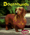 Dachshunds