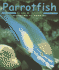 Parrotfish