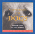 Meditations for Dogs: Pithy Poochie Ponderings