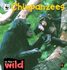 Chimpanzees