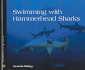 Swimming with Hammerhead Sharks
