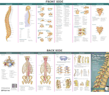 anatomical chart companys illustrated pocket anatomy the vertebral column a