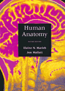 Human Anatomy