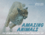 Amazing Animals: the Remarkable Things That Creatures Do