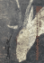 Ropes to God: Experiencing the Bushman Spiritual Universe