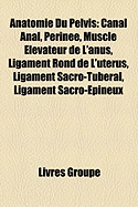 Anatomie Du Pelvis: Canal Anal, Perinee, Muscle Elevateur de L'Anus, Ligament Rond de L'Uterus, Ligament Sacro-Tuberal, Ligament Sacro-Epineux