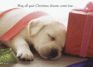 Puppy Dreams Holiday Cards