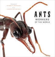 New Ants Workers Of The World