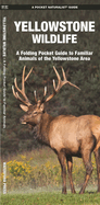 Yellowstone Wildlife: An Introduction to Familiar Species of Yellowstone Area