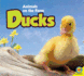 Ducks