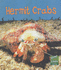 Read and Learn: Sea Life - Hermit Crabs