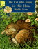 The Cat Who Found His Way Home