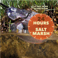24 Hours in a Salt Marsh