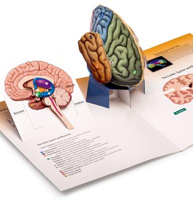 3D Brain for Psychology - Hockenbury, Don H