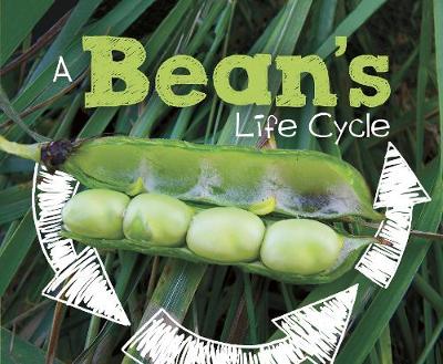 A Bean's Life Cycle - Dunn, Mary R.