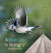 A Blue Jay is Hungry