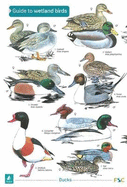 A Guide to Wetland Birds