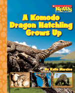 A Komodo Dragon Hatchling Grows Up