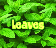 All About Leaves