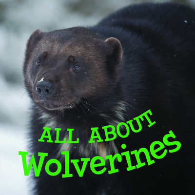 All about Wolverines: English Edition - Hoffman, Jordan