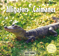 Alligators / Caimanes