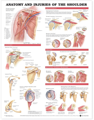 Anatomy and Injuries of the Shoulder Anatomical Chart - Anatomical Chart Company (Prepared for publication by), and Acc, and Anatomical Chart Company Acc