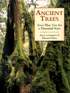 Ancient Trees: Trees That Live for 1,000 Years