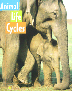 Animal Life Cycles - DeStefano, Susan
