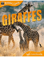 Animal Lives: Giraffes