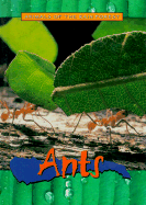 Ants