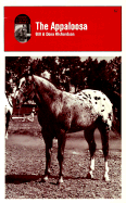 Appaloosa Horse - Richardson, Donna, and Richardson, Dana, and Richardson, Bill