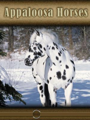 Appaloosa Horses - Stone, Lynn