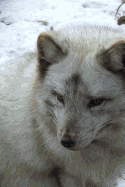Arctic Fox Notebook