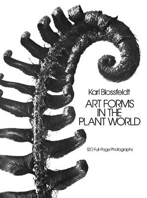 Art Forms in the Plant World - Blossfeldt, Karl