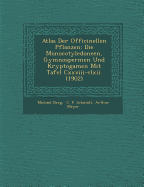 Atlas Der Officinellen Pflanzen: Die Monocotyledoneen, Gymnospermen Und Kryptogamen Mit Tafel CXXXIII-CLXII. (1902)