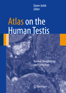 Atlas on the Human Testis: Normal Morphology and Pathology