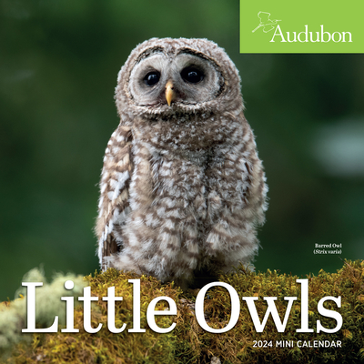 Audubon Little Owls Mini Wall Calendar 2024 - Calendars, Workman