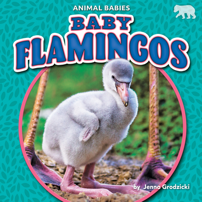 Baby Flamingos - Grodzicki, Jenna