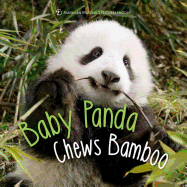 Baby Panda Chews Bamboo