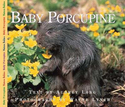 Baby Porcupine - Lang, Aubrey, and Lynch, Wayne, Dr. (Photographer)