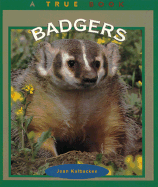 Badgers