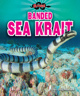Banded Sea Krait