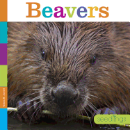 Beavers