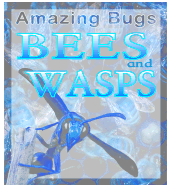 Bees & Wasps