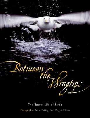 Between the Wingtips: The Secret Life of Birds - Ostling, Brutus, and Ullman, Magnus