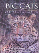 Big Cats of Mala Mala