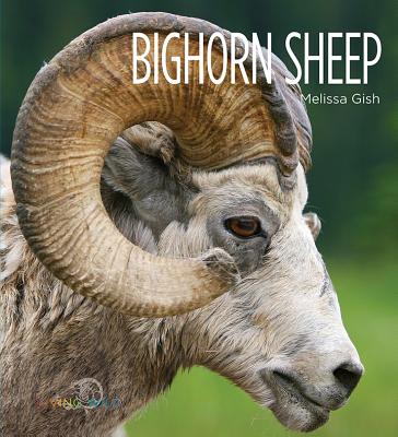 Bighorn Sheep - Gish, Melissa