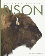 Bison