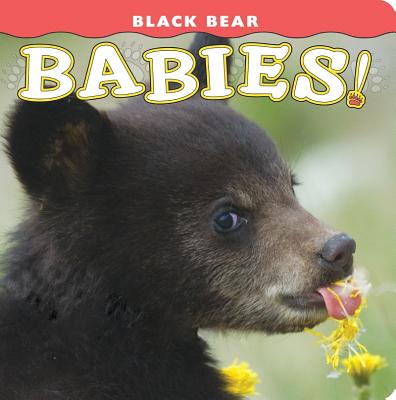 Black Bear Babies! - Jones, Donald M (Photographer)