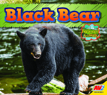 Black Bear